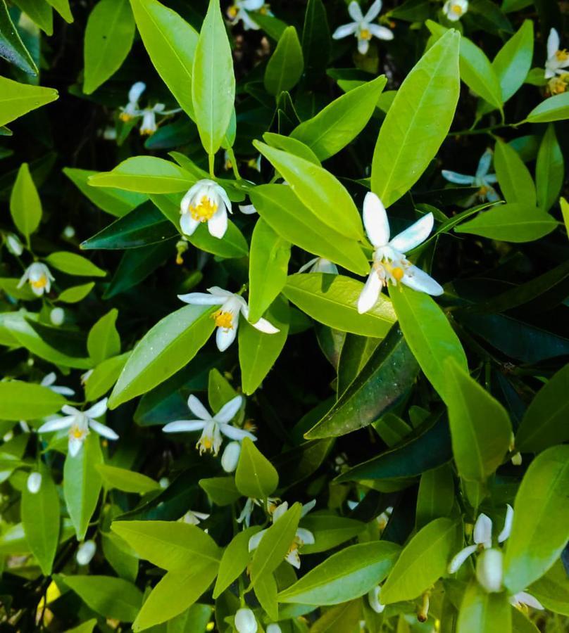 Вилла Il Giardino Del Sole Аньоне-Баньи Экстерьер фото